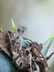Agromyzidae