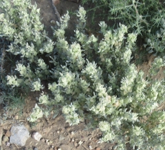 Atriplex lindleyi