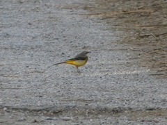 Motacilla cinerea cinerea