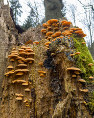 Phyllotopsis nidulans