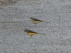 Motacilla cinerea cinerea