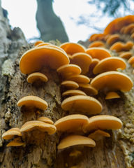 Phyllotopsis nidulans