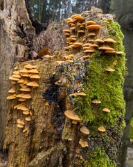 Phyllotopsis nidulans