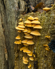 Phyllotopsis nidulans