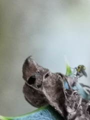 Agromyzidae