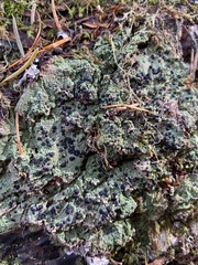 Mycoblastus sanguinarius