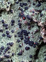 Mycoblastus sanguinarius