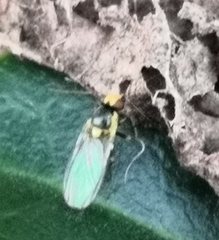 Agromyzidae