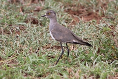 Vanellus lugubris