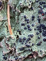 Mycoblastus sanguinarius