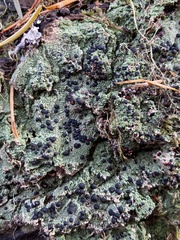 Mycoblastus sanguinarius