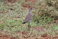 Vanellus lugubris