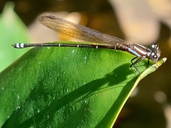 Argia indicatrix