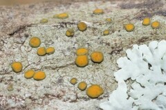 Caloplaca cerina