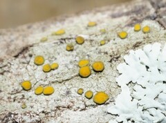 Caloplaca cerina
