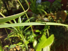 Argia indicatrix