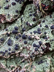 Mycoblastus sanguinarius