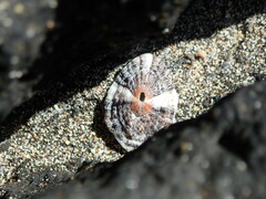 Fissurellidae