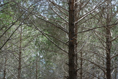 Garrulus glandarius atricapillus