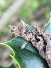 Agromyzidae
