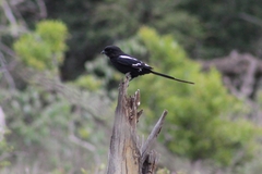Lanius melanoleucus