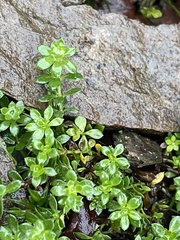 Galium saxatile