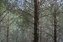 Garrulus glandarius atricapillus