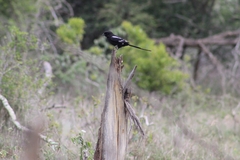 Lanius melanoleucus