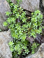 Galium saxatile