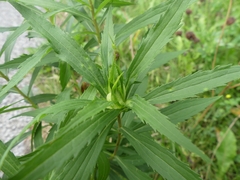 Asphondylia rosulata