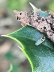 Agromyzidae