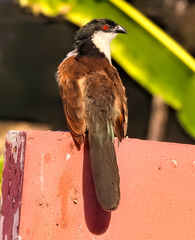 Centropus senegalensis