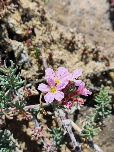 Image of Frankenia repens by (c) Lizl Lubbe, some rights reserved (CC BY)
