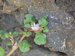Trianthema portulacastrum