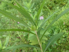 Asphondylia rosulata