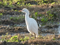Bubulcus ibis