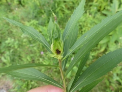 Asphondylia rosulata