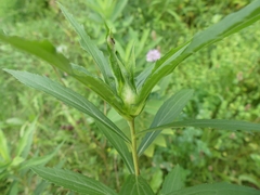 Asphondylia rosulata