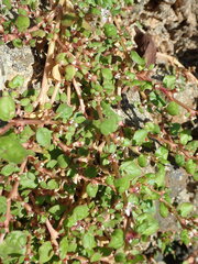 Trianthema portulacastrum