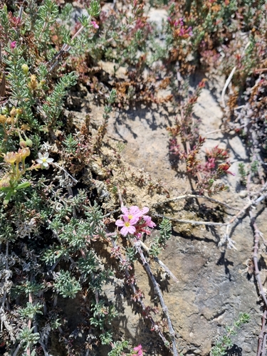 Image of Frankenia repens by (c) Lizl Lubbe, some rights reserved (CC BY)