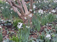 Narcissus