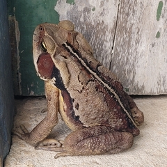 Rhinella ornata × crucifer