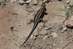 Trachylepis margaritifera