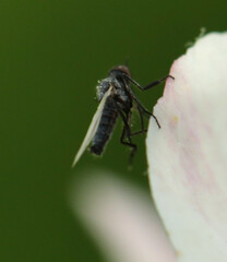 Empis