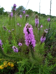 Liatris punctata mucronata
