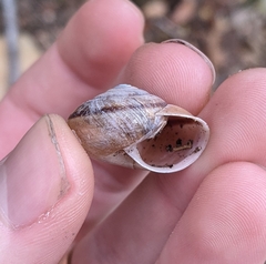Helminthoglypta phlyctaena