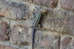 Trachylepis margaritifera