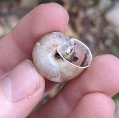 Helminthoglypta phlyctaena