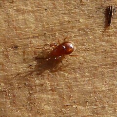 Parasitidae