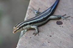 Trachylepis margaritifera